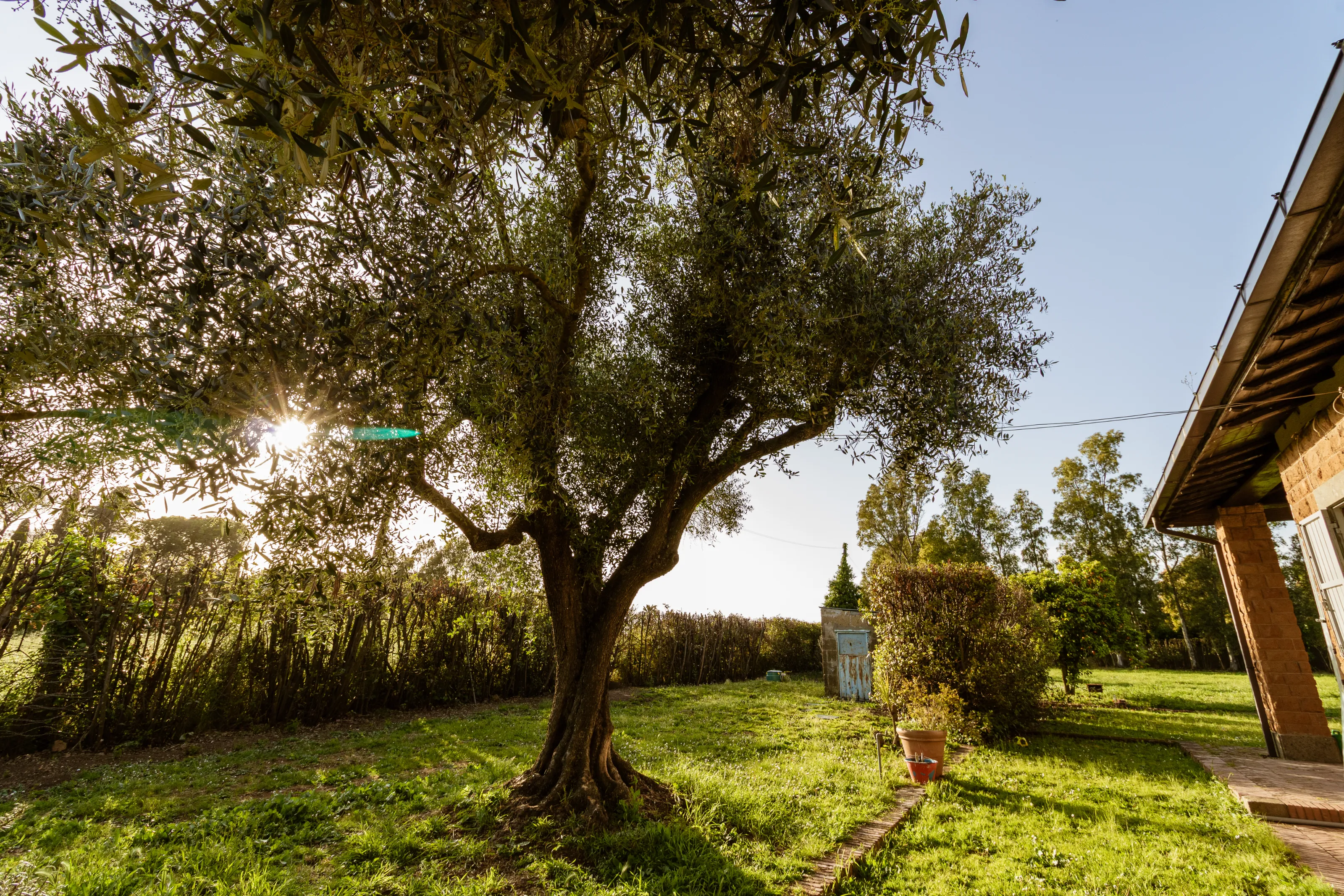 Ancient olive trees and unspoiled nature around the property
