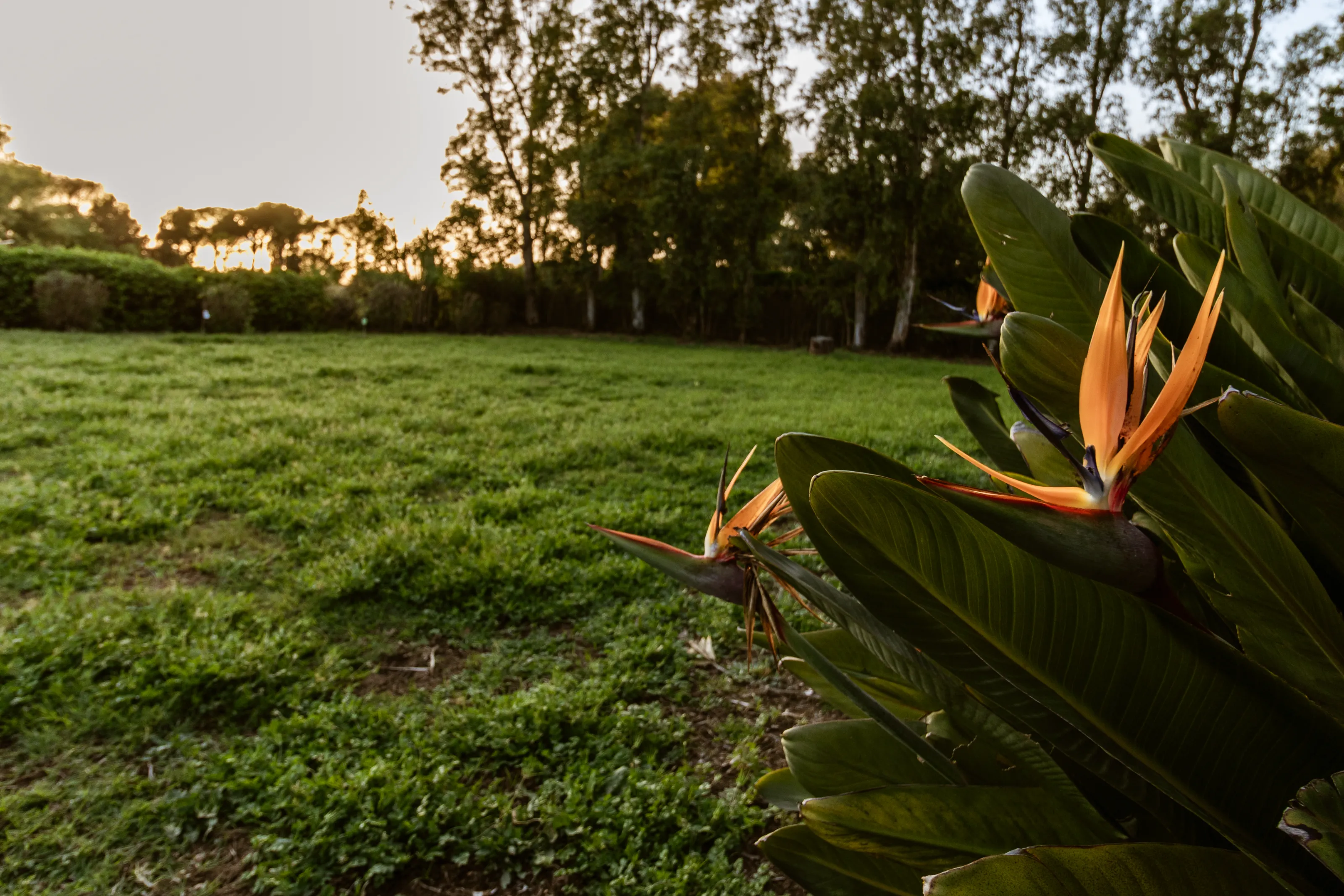 Tropical flowers and well-kept lawn